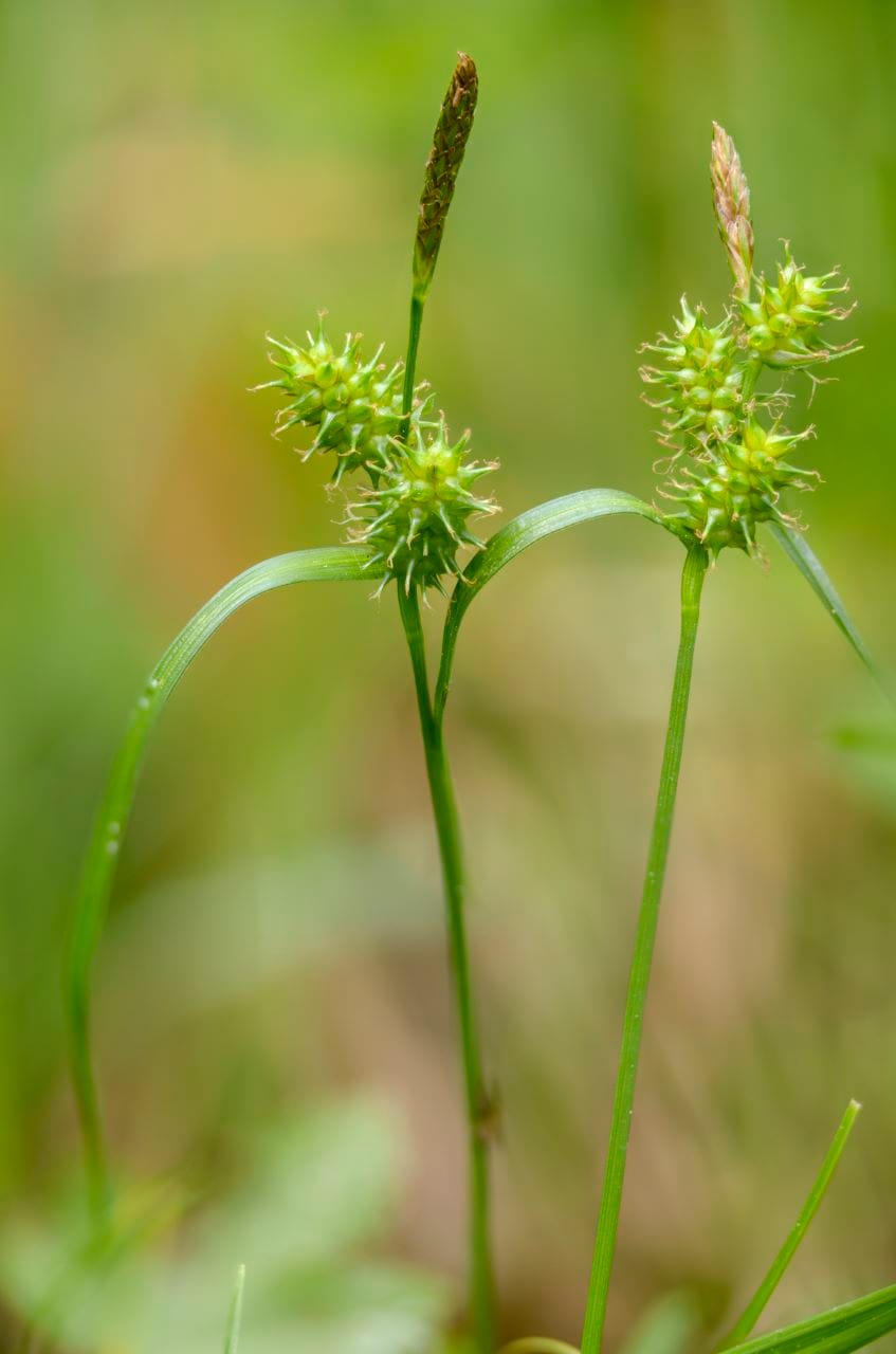Aufsteigende Segge (Carex demissa)