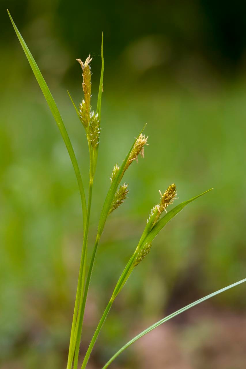 Behaarte Segge (Carex hirta)