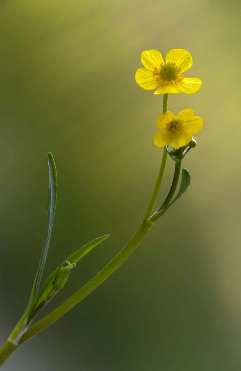 Brennender Hahnenfuß (Ranunculus flammula)