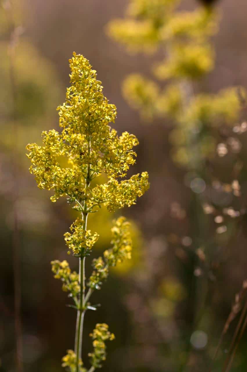 Echtes Labkraut (Galium verum)