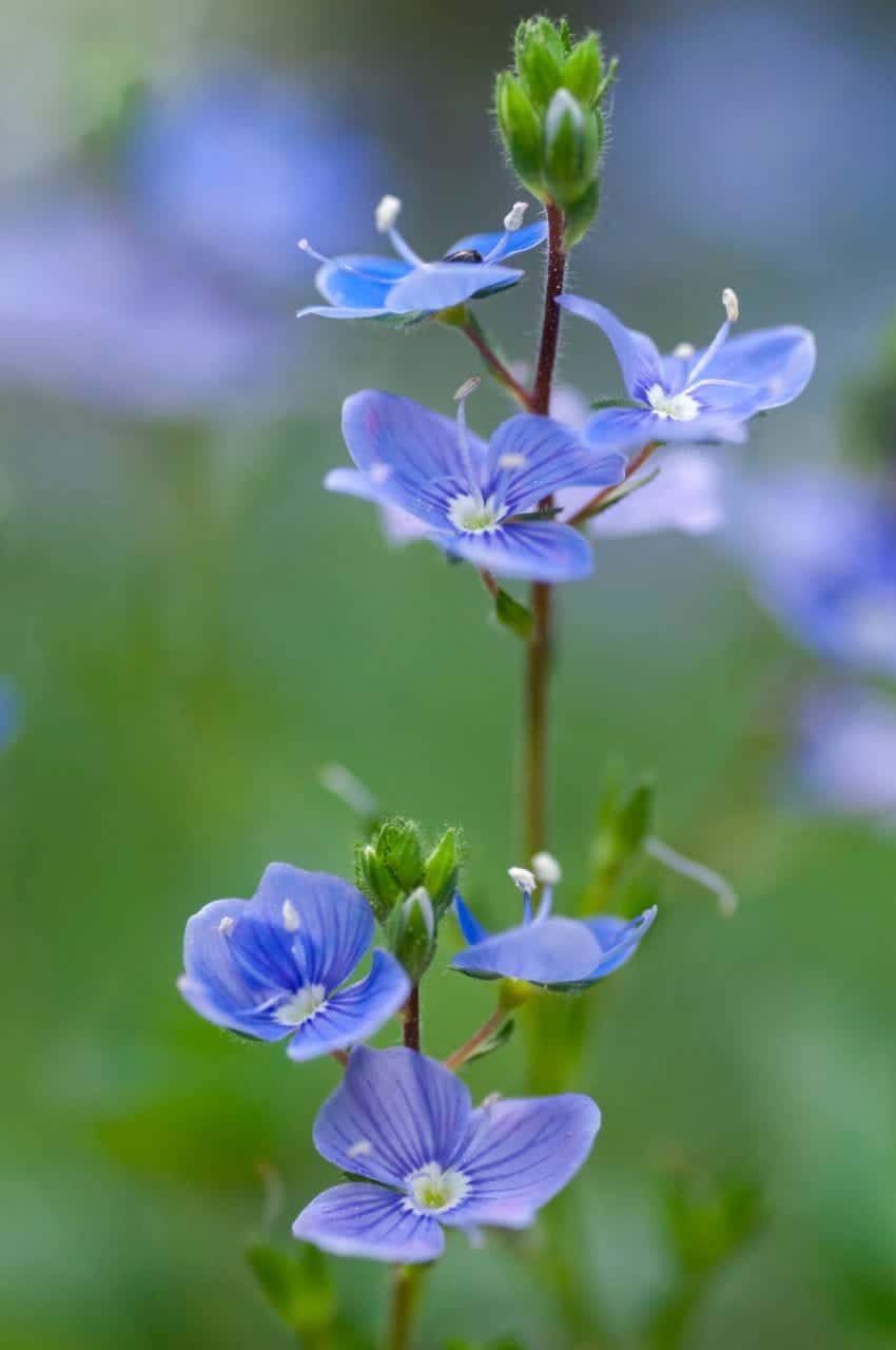 Gamander-Ehrenpreis (Veronica chamaedrys)
