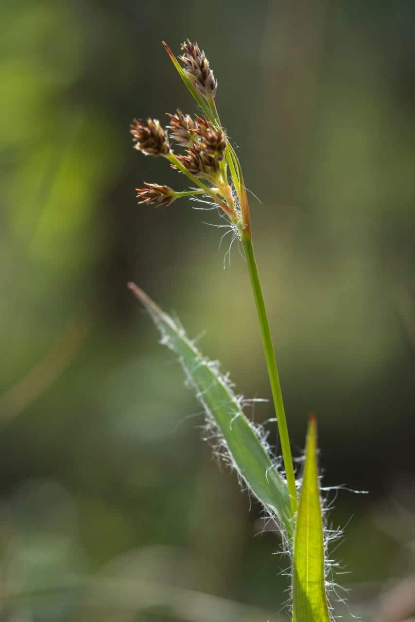 Gemeine Hainsimse (Luzula campestris)