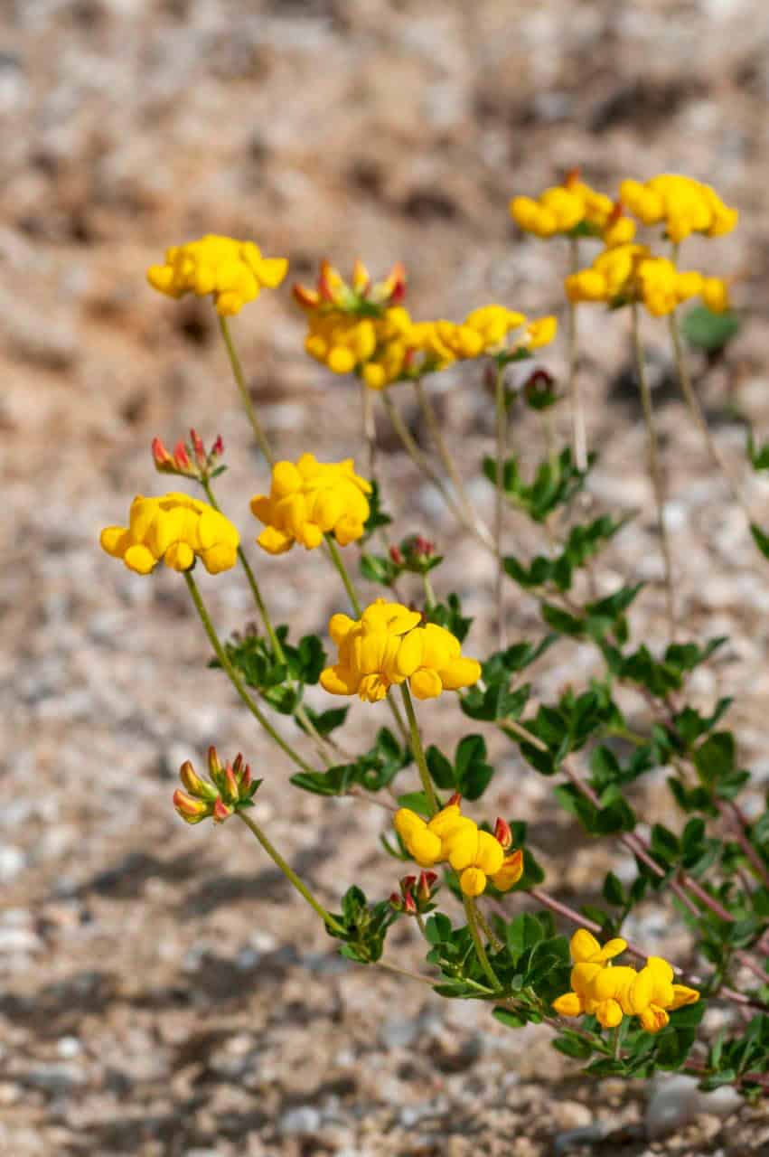 Gemeiner Hornklee (Lotus corniculatus)