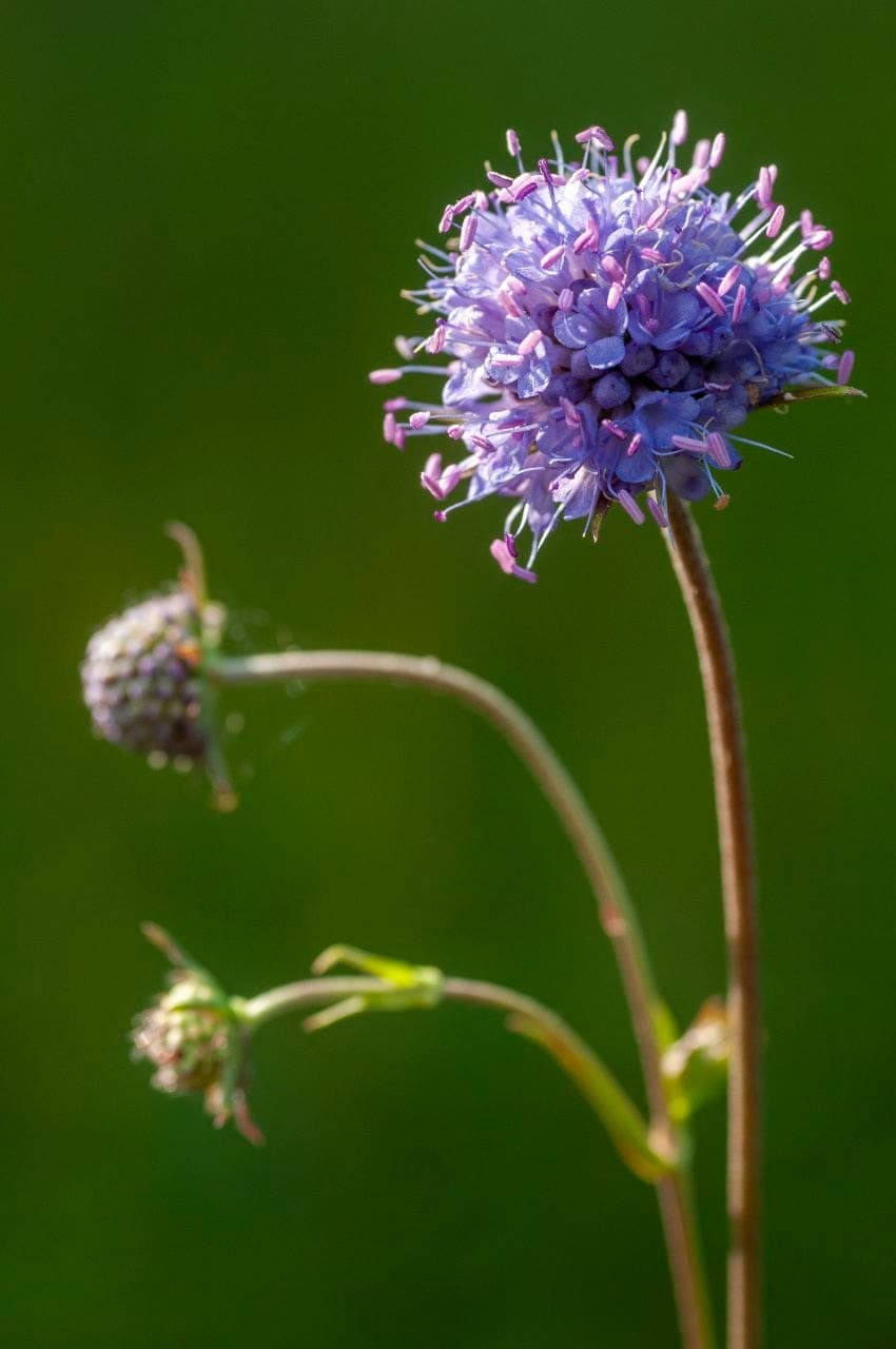 Gewöhnlicher Teufelsabbiss (Succisa pratensis)