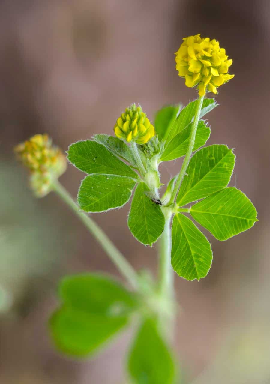Hopfen-Luzerne (Medicago lupulina)