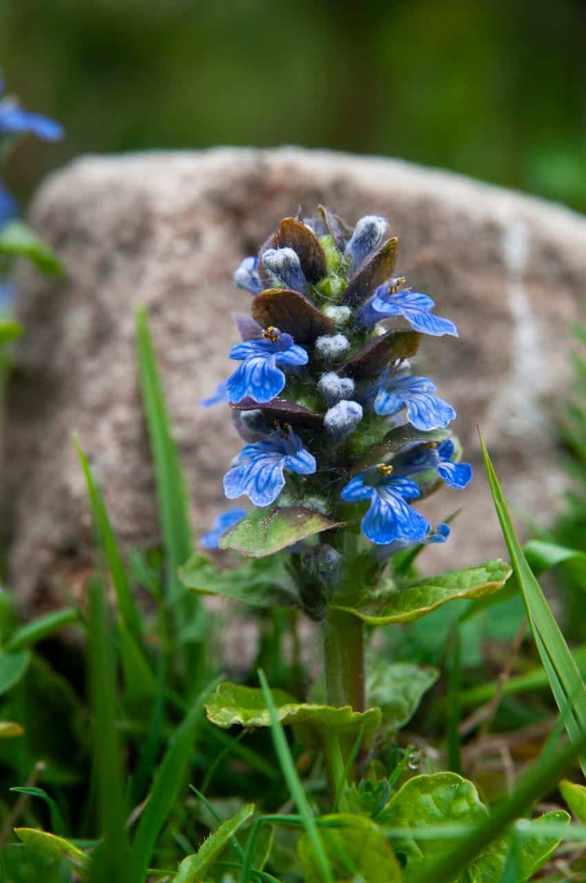 Kriechender Günsel (Ajuga reptans)