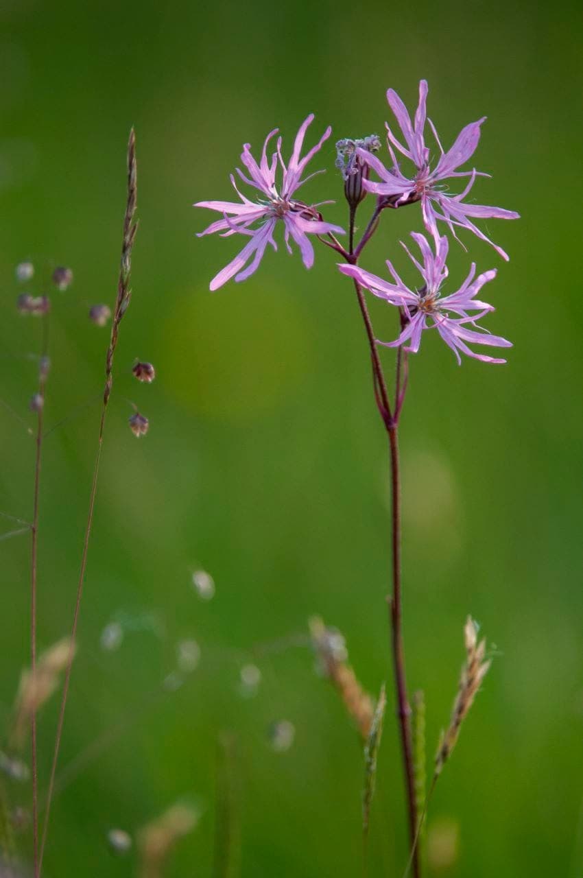 Kuckucks-Lichtnelke (Silene flos-cuculi)