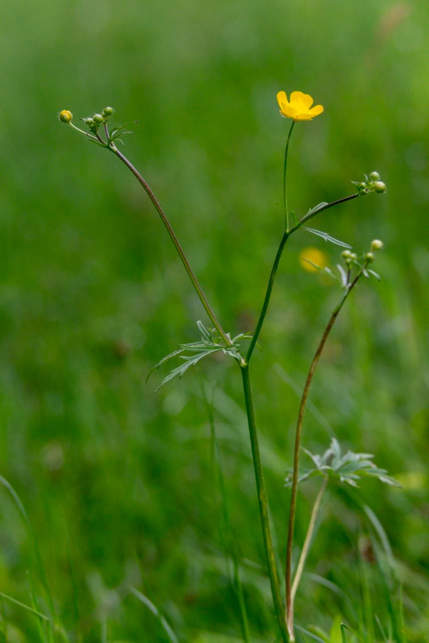 Scharfer Hahnenfuß (Ranunculus acris)