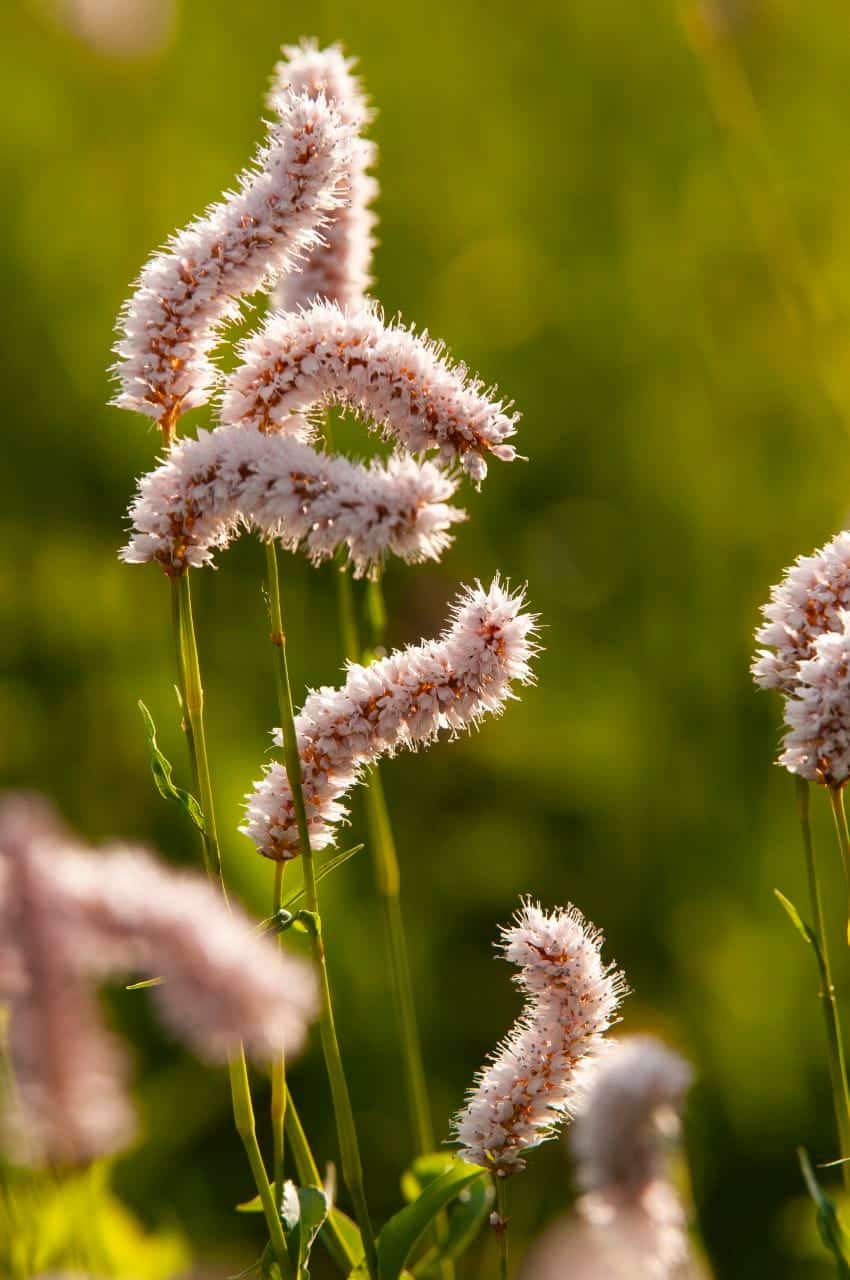 Schlangen-Wiesenknöterich (Bistorta officinalis)