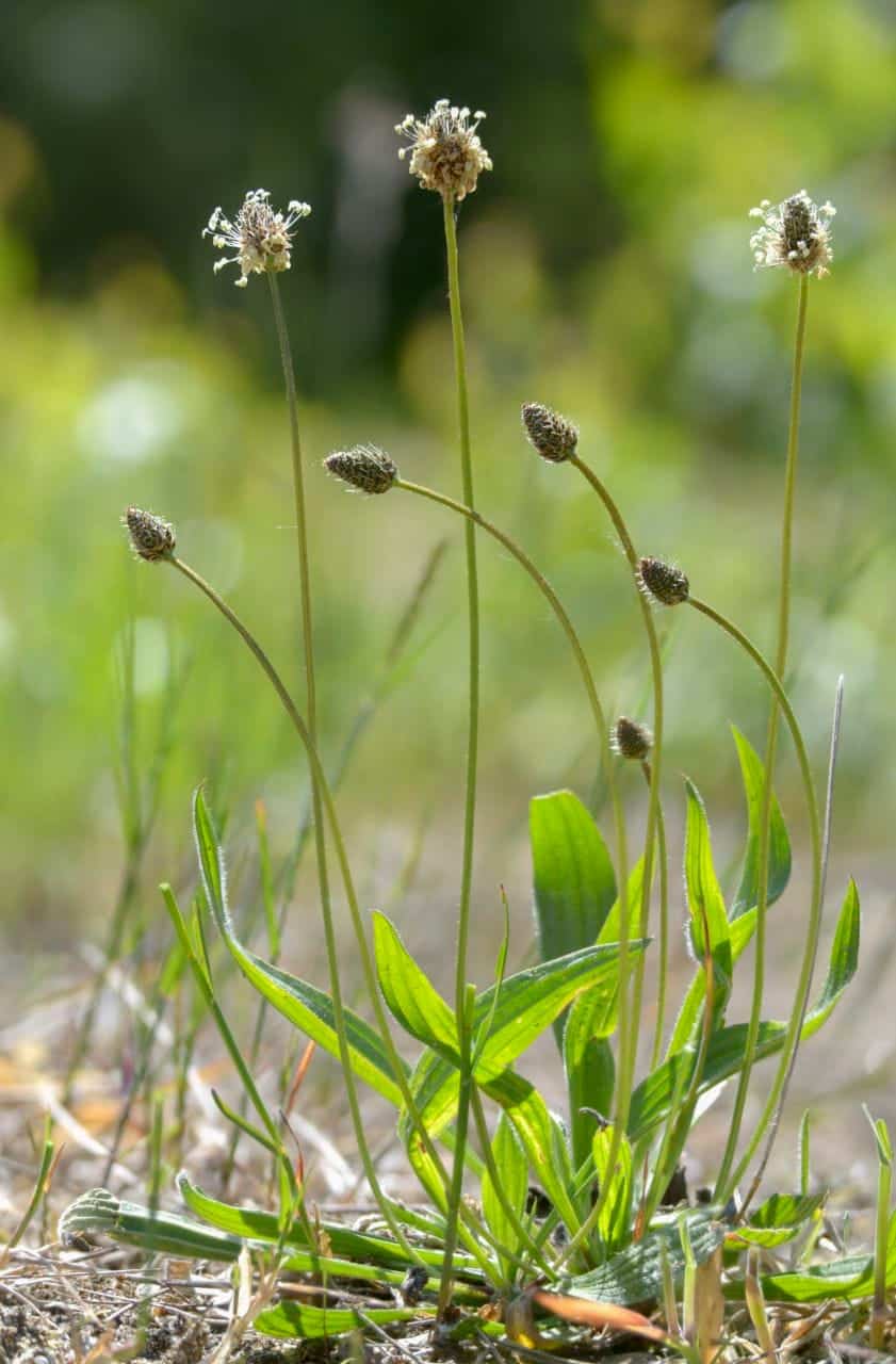 Spitz-Wegerich (Plantago lanceolata)