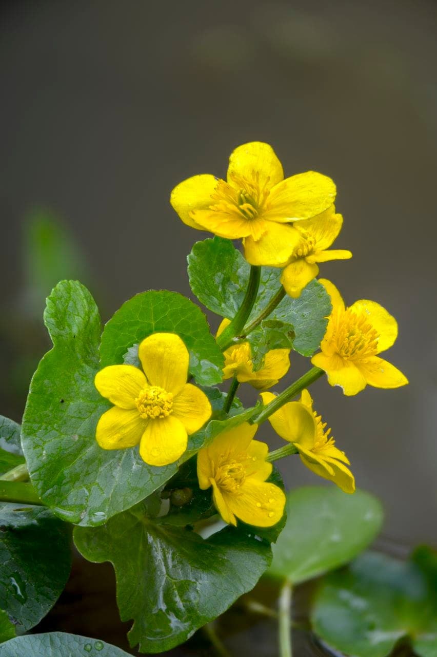 Sumpf-Dotterblume (Caltha palustris)
