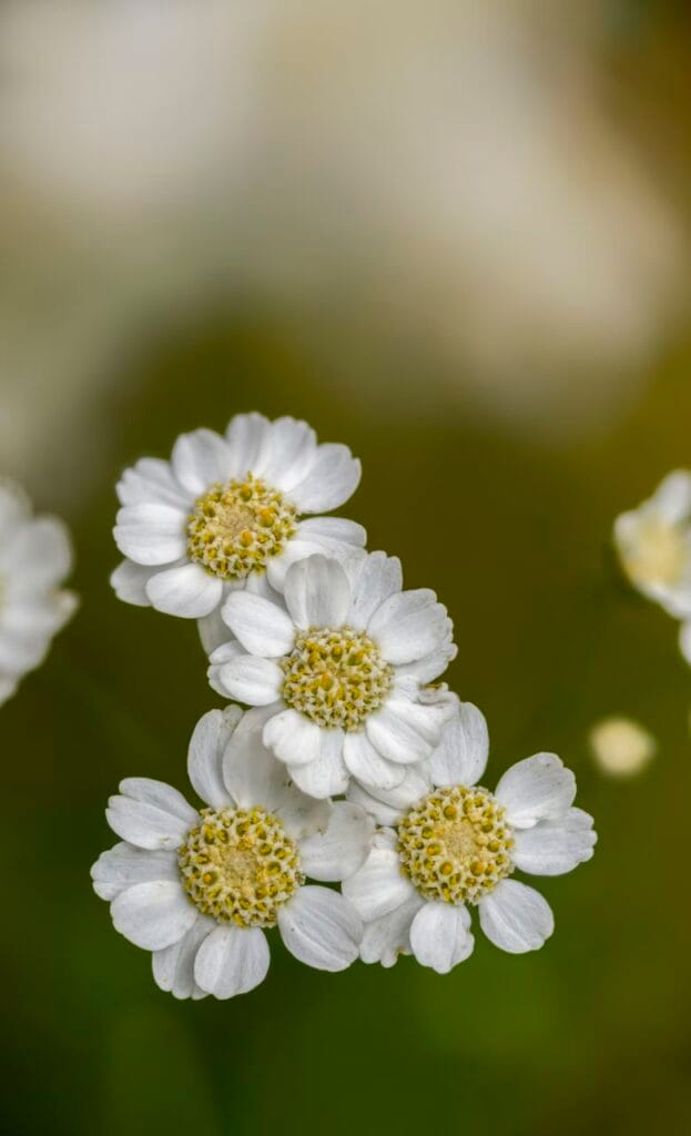 Sumpf-Schafgarbe (Achillea ptarmica)