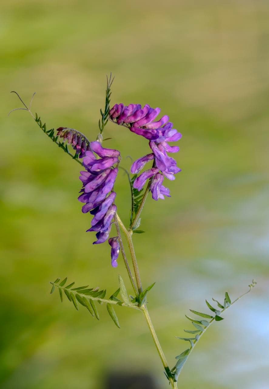 Vogel-Wicke (Vicia cracca)