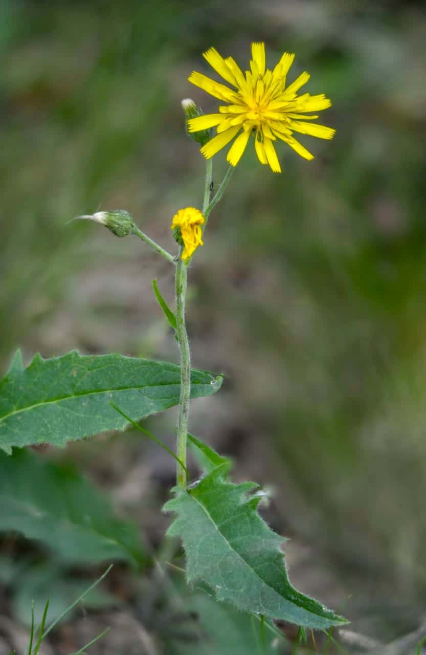 Wald-Habichtskraut (Hieracium murorum)