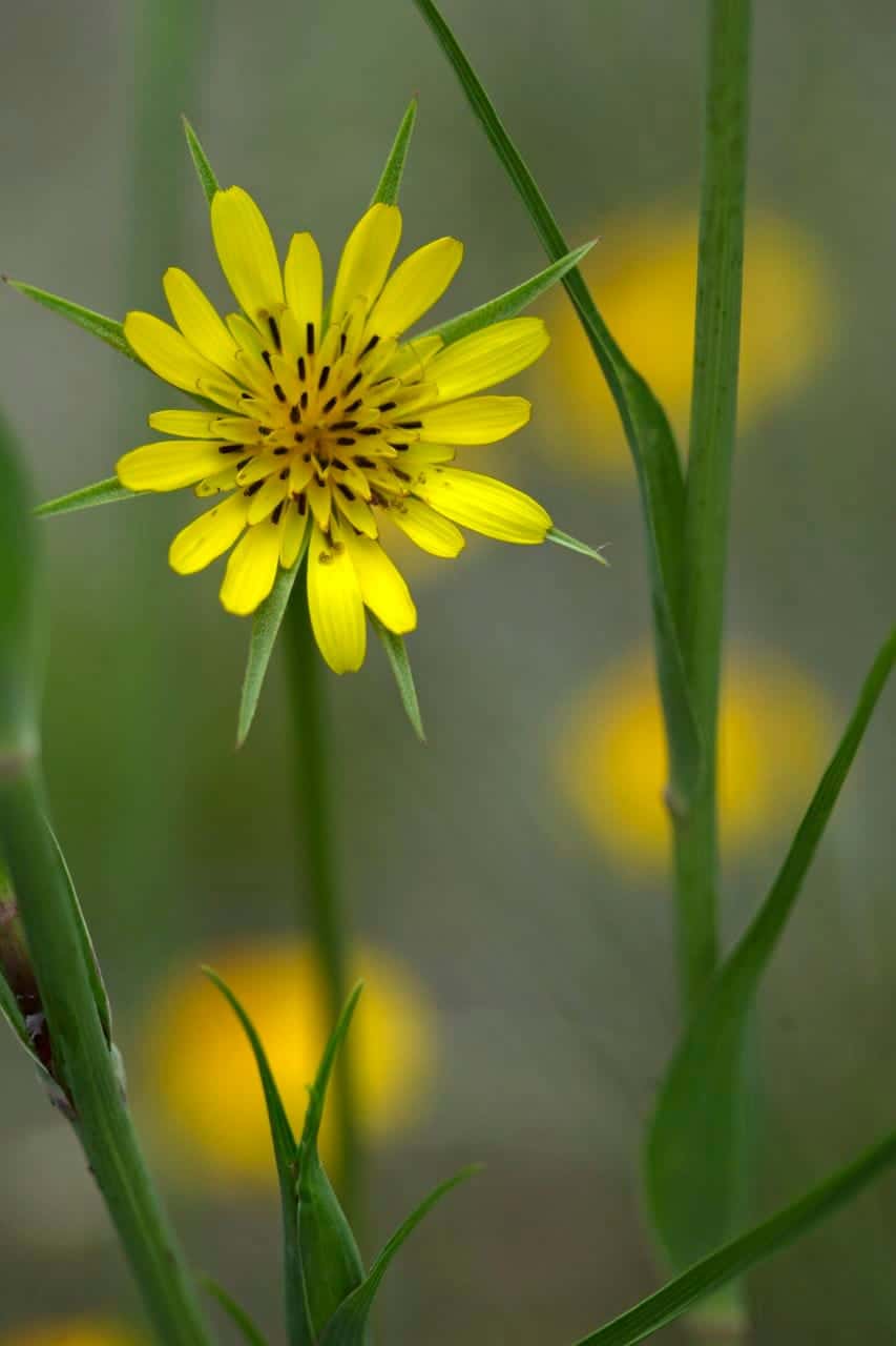 Wiesen-Bocksbart (Tragopogon pratensis)