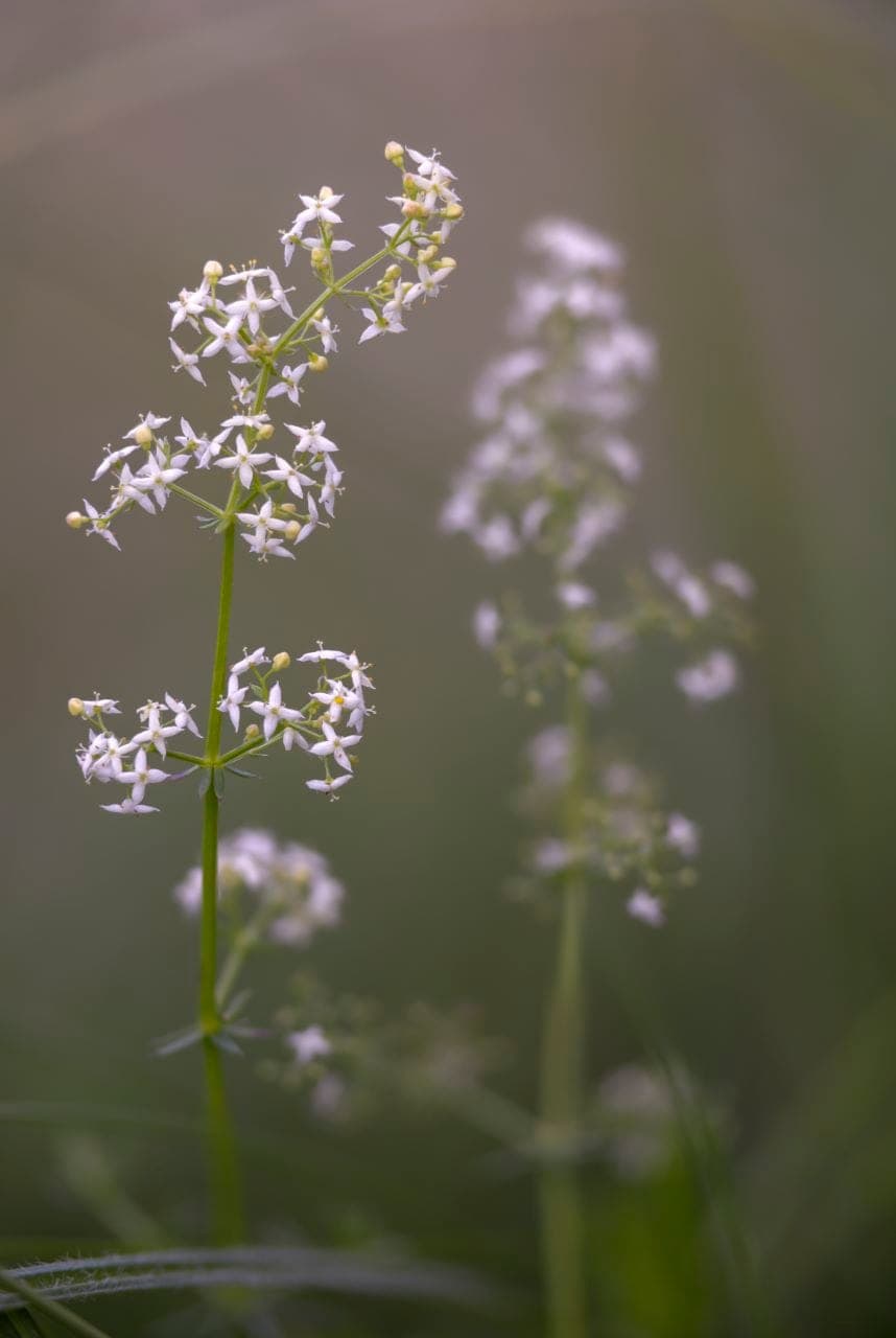 Wiesen-Labkraut (Galium mollugo)