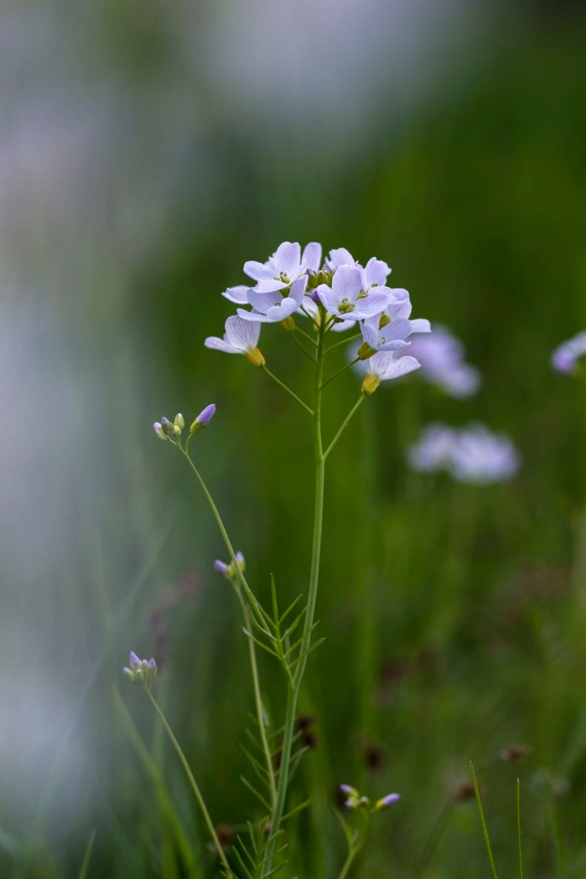 Wiesen-Schaumkraut (Cardamine pratensis)