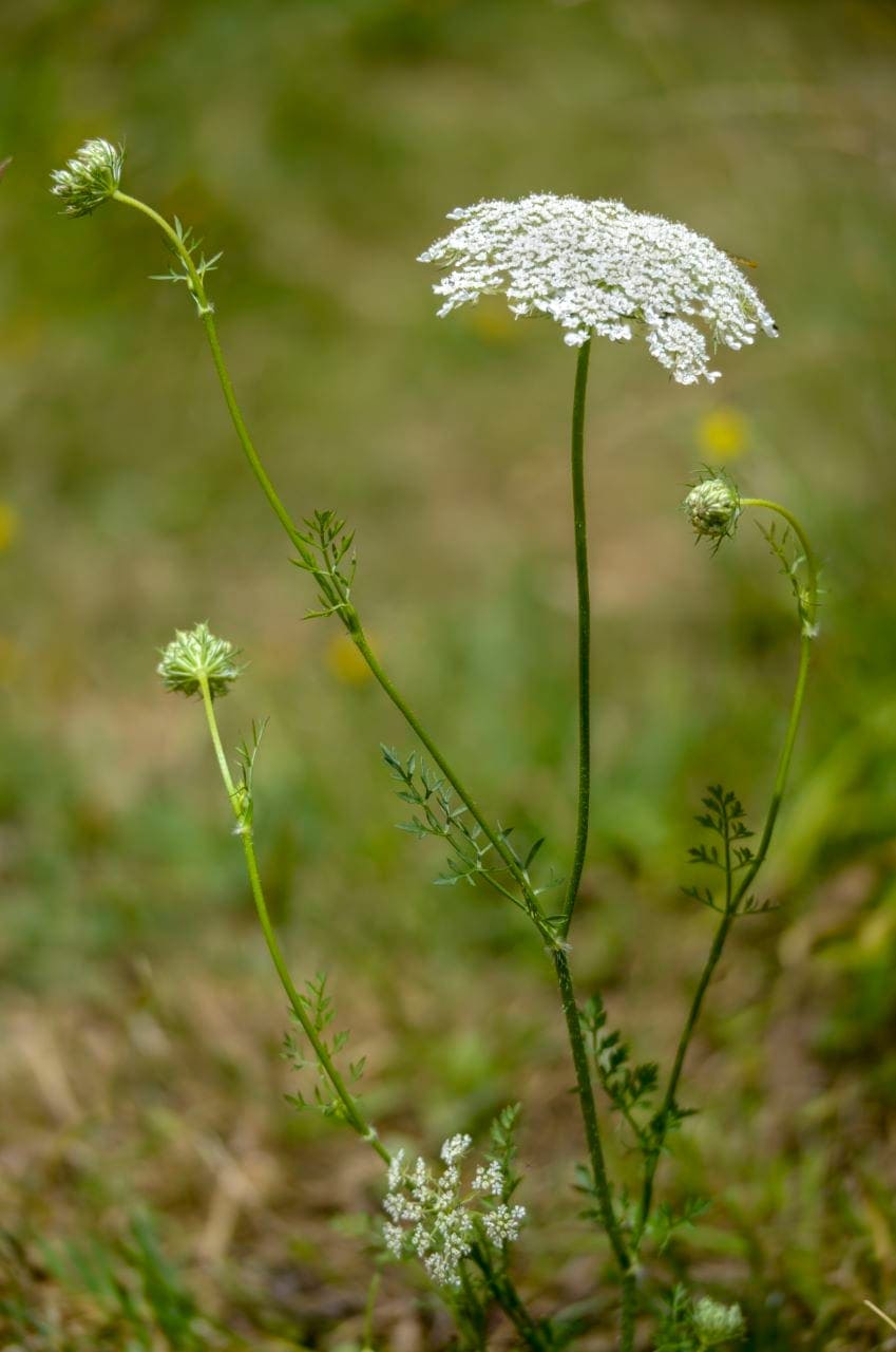 Wilde Möhre (Daucus carota)