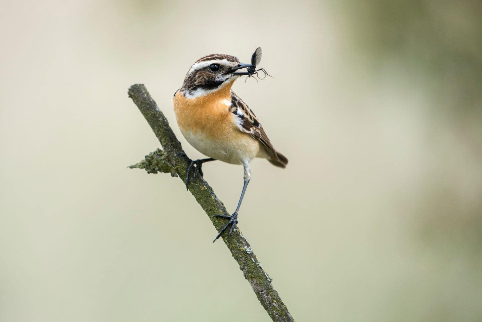 Braunkehlchen