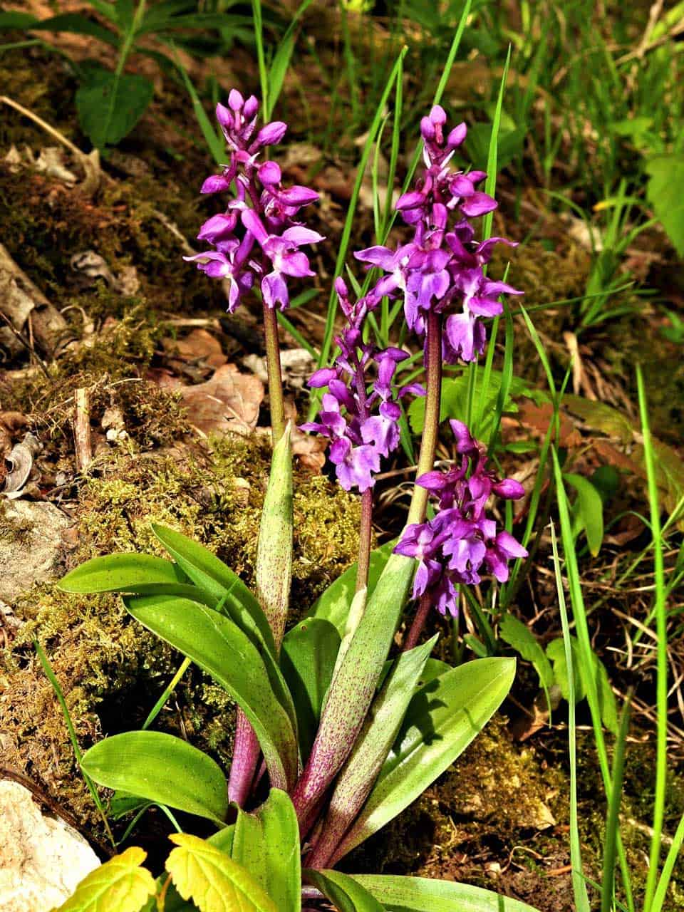 Männliches Knabenkraut (Orchis mascula)