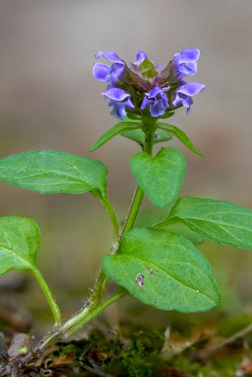 Kleine Braunelle (Prunella vulgaris)