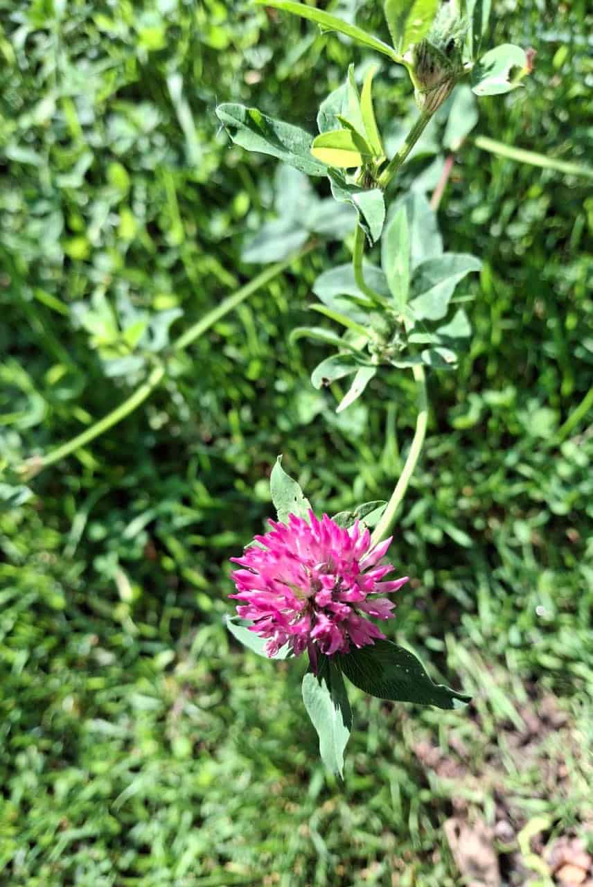 Rot-Klee (Trifolium pratense)