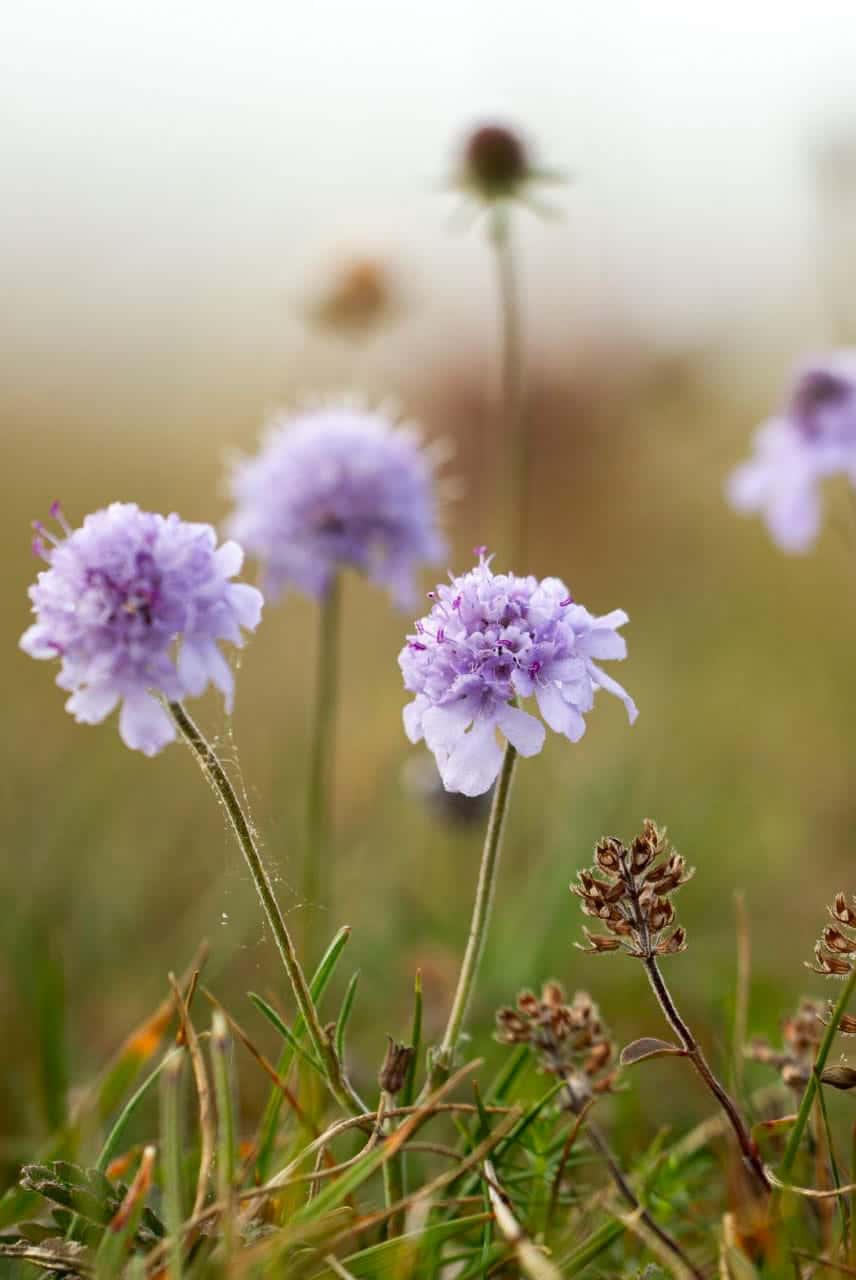 Tauben-Skabiose (Scabiosa columbaria)