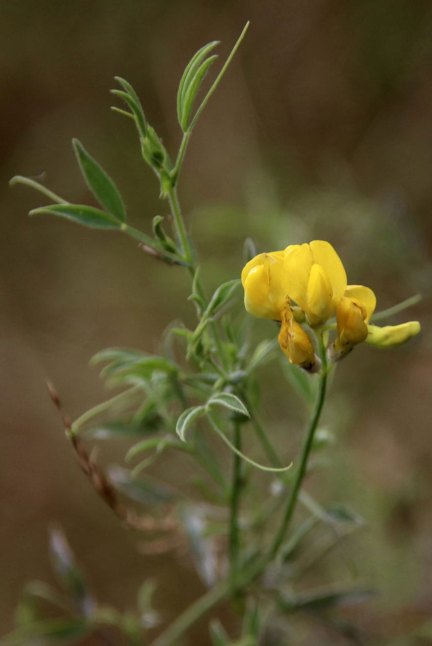 Wiesen-Platterbse (Lathyus pratensis)