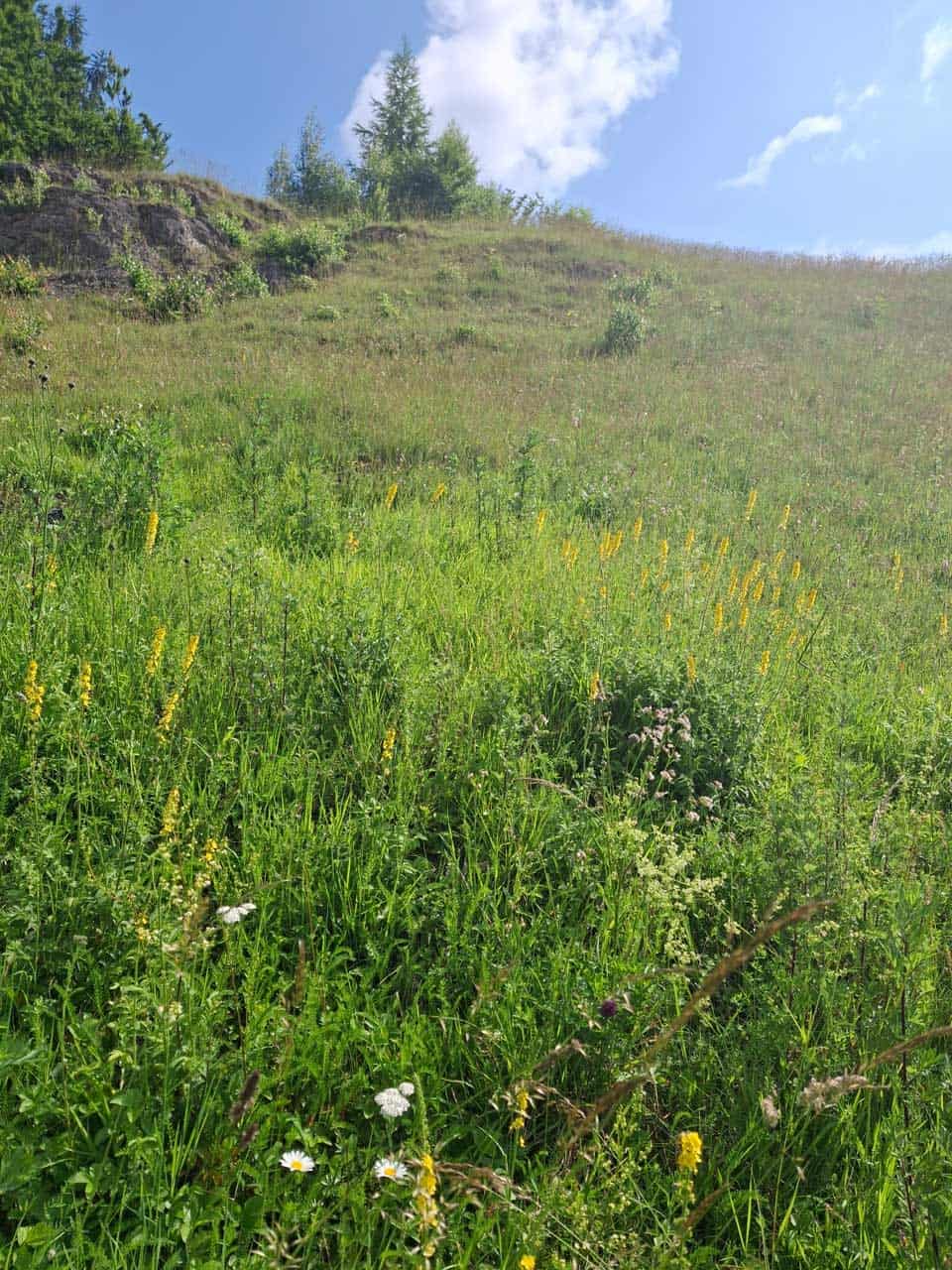 Blühende Wiese am Schulberg, Sommer 2025
