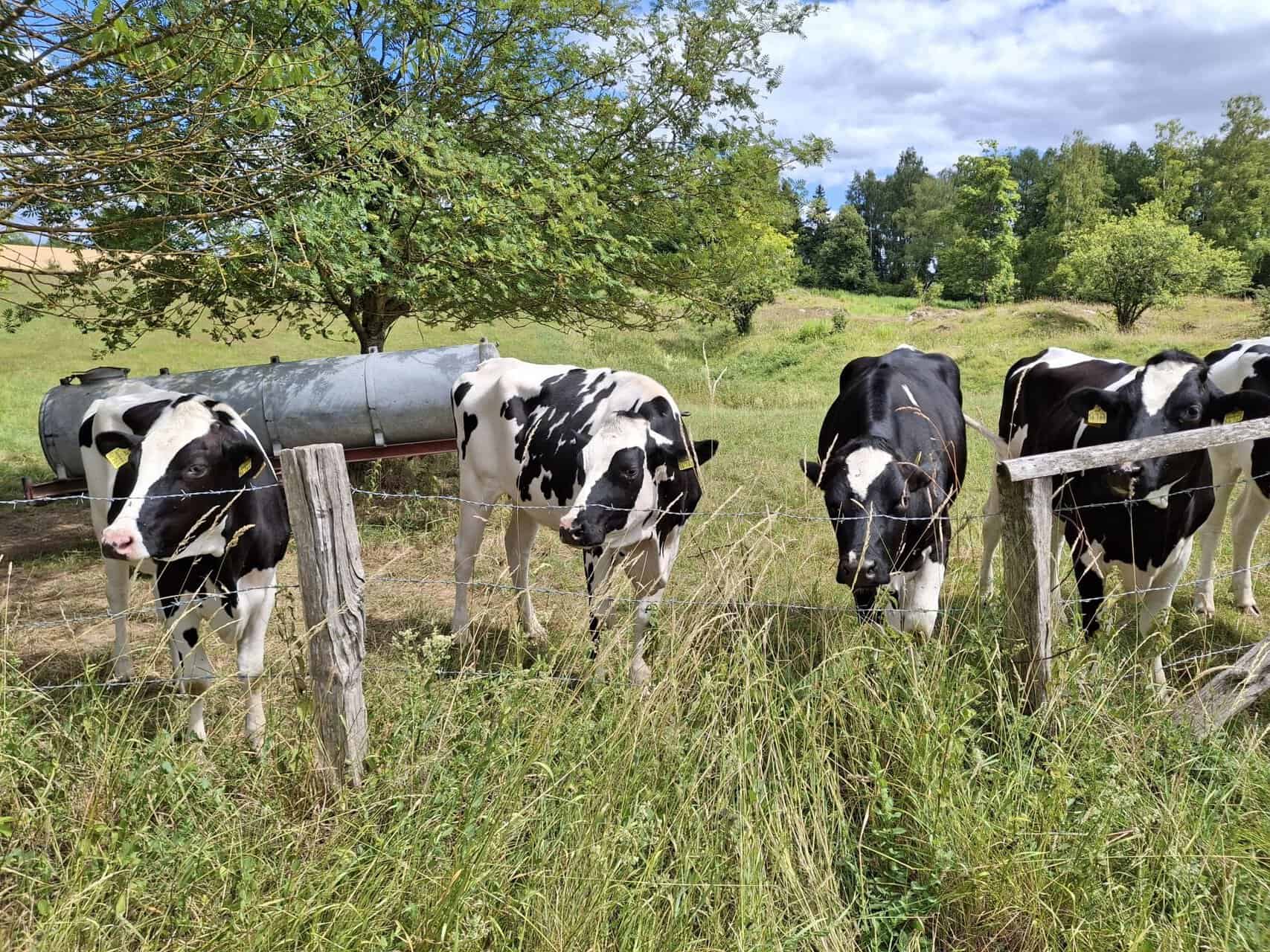 Erster Weidegang auf der Fläche vor dem Hellenberg