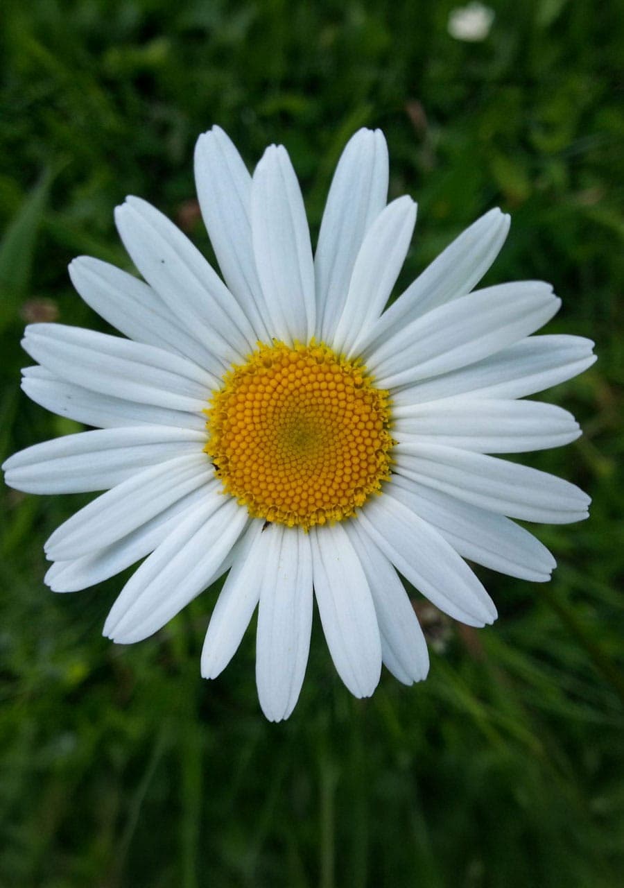 Margerite (Leucanthemum spec.)