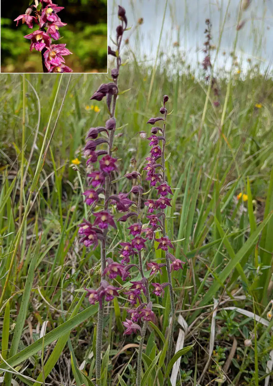 Braunrote Stendelwurz